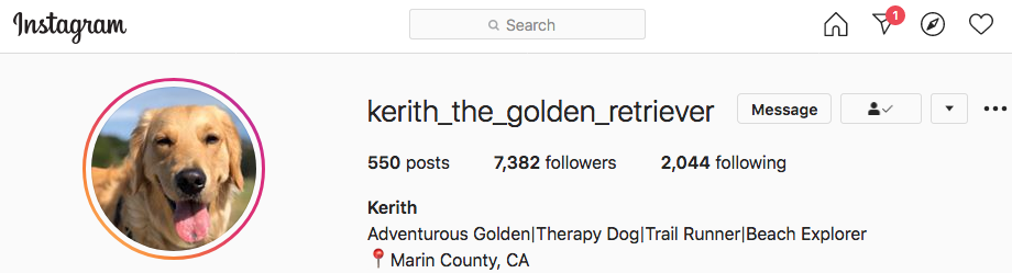 Keith the therapy dog