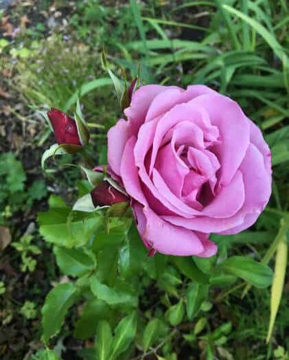 Day 16 – A Rose By Another Name – Barbra Streisand