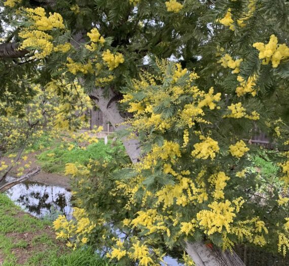 Aaaa-Choooo! Welcome to Allergy Season!