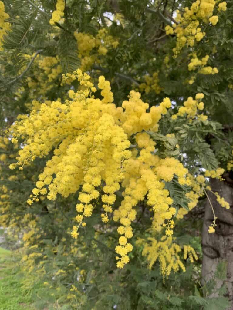 Acacia Tree