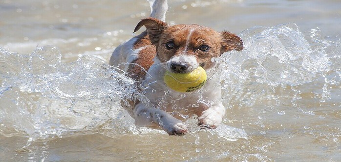 dog and used tennis ball